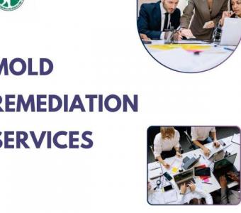 Mack Mold LLC: Premier Mold Remediation Services for Your Peace of Mind