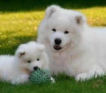 Meet Your Samoyed Puppies for Sale Near You