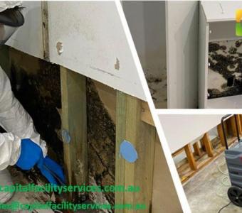 Expert Mould Removal Specialist – Safe & Effective Solutions