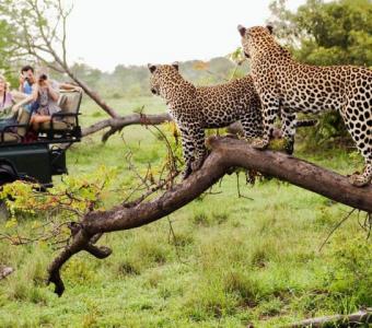 Safari Holiday Packages to Visit the World’s Most Famous Safari!