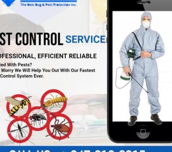 Pest Control Services in Vaughan