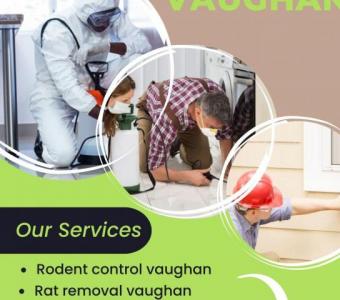 Mice Removal Service Vaughan – Get rid of your pests