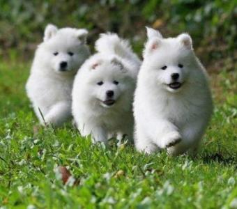 Your Trusted Source for Samoyed Puppies in Illinois