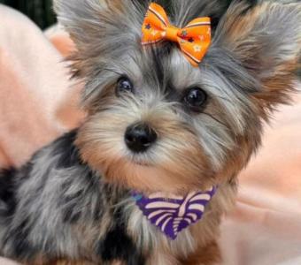 Sweet and Beautiful males Yorkies puppies available.