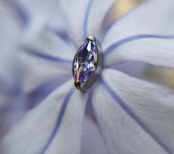 Purchase Jewelry Leaf Circonia Lavanda Prong Set at Aqua Piercing - Amazing Savings!