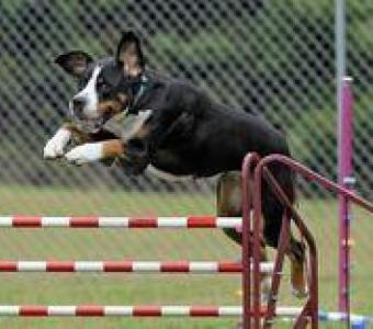 Affordable Dog Agility Classes & Training in Atlanta, Georgia