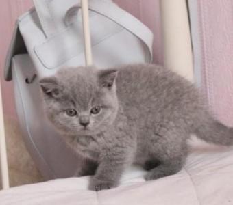 British Shorthair Abby