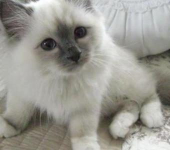 Excellent Ragdoll Kitten Alfie