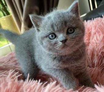 Nice British Shorthair Bella