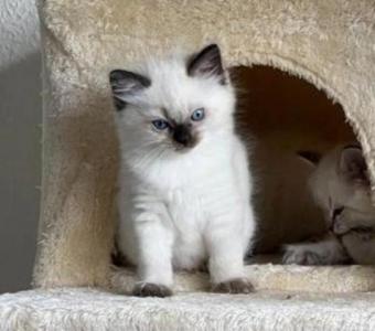 Cute Ragdoll Kitten Bobby