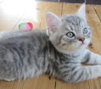 American Shorthair Daisy