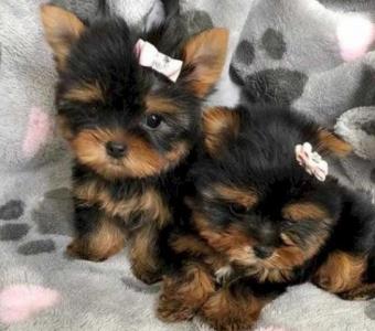 Pure Bred Yorkie Puppies