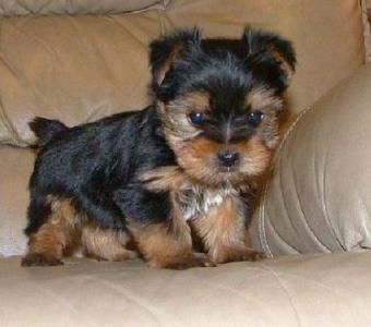 Yorkie Pups Looking for Love & Home.