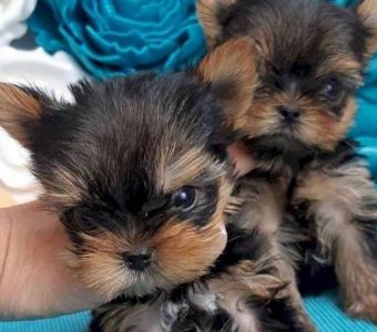 Cute Small Male Yorkie for Sale