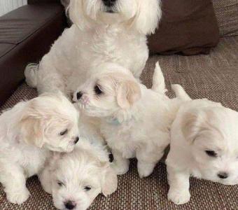 Two Friendly Maltese Puppies