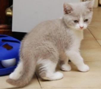 Cute British Shorthair Lucy