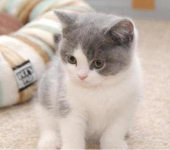 Fantastic British Shorthair Mario