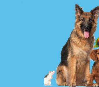 Best Deals on Pet Supplies | Pets R Us