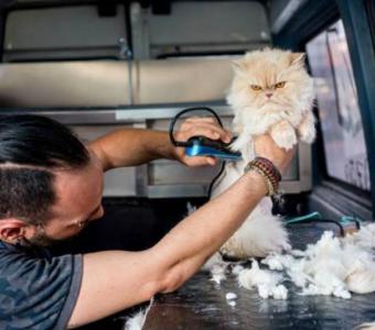 Dawgie Styles | Pet Groomer | Cat Groomer in Lake Elsinore