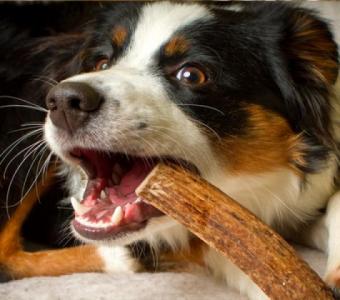 Antler Bones for Dogs – Safe, Healthy, and Long-Lasting Chews