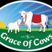 Grace of Cows